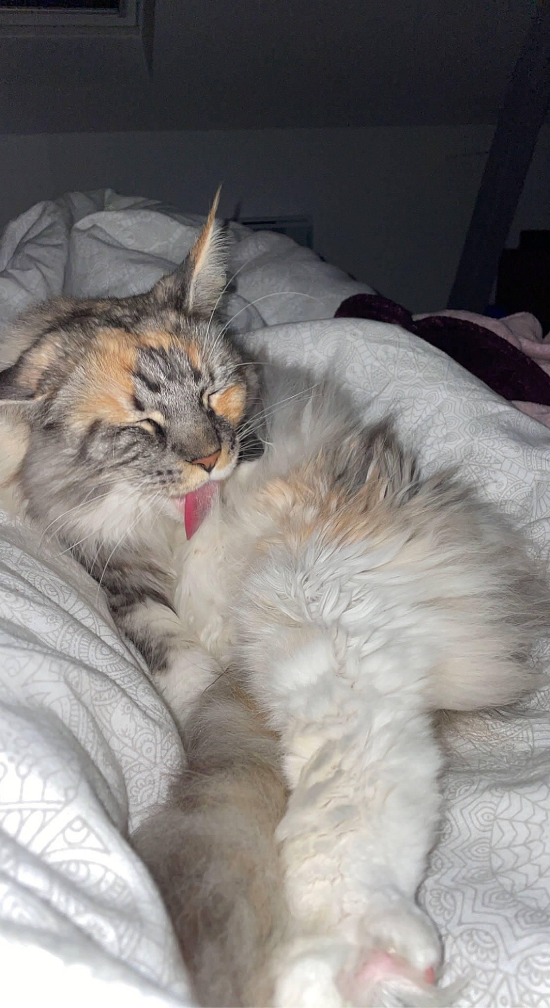 Chance a rejoint le concours — aidez-le/la à gagner de superbes lots ! carnivore, cat, claw, comfort, domestic_short_haired_cat, event, fawn, felidae, fur, grey, nap, natural_material, paw, sleep, small_to_medium_sized_cats, tail, terrestrial_animal, whiskers