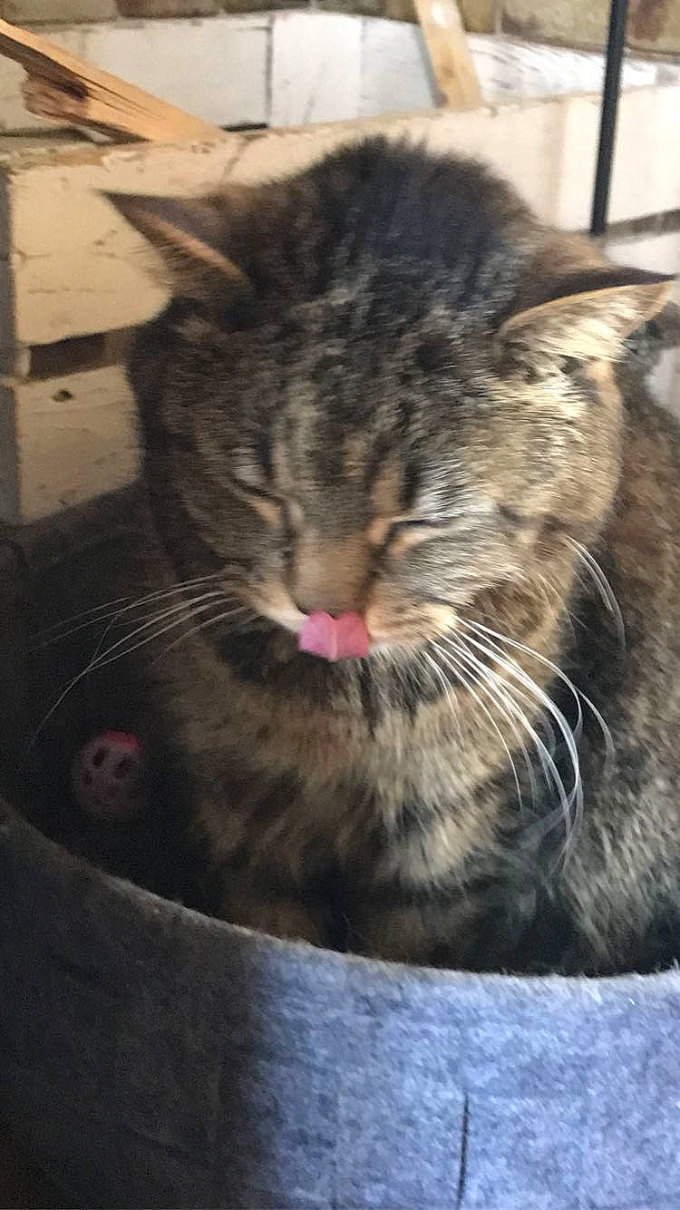 Jack participe au concours pour gagner de l'argent avec cette photo : carnivore, cat, claw, comfort, domestic_short_haired_cat, ear, felidae, fur, mammal, metal, paw, small_to_medium_sized_cats, snout, terrestrial_animal, tree, vertebrate, whiskers, window