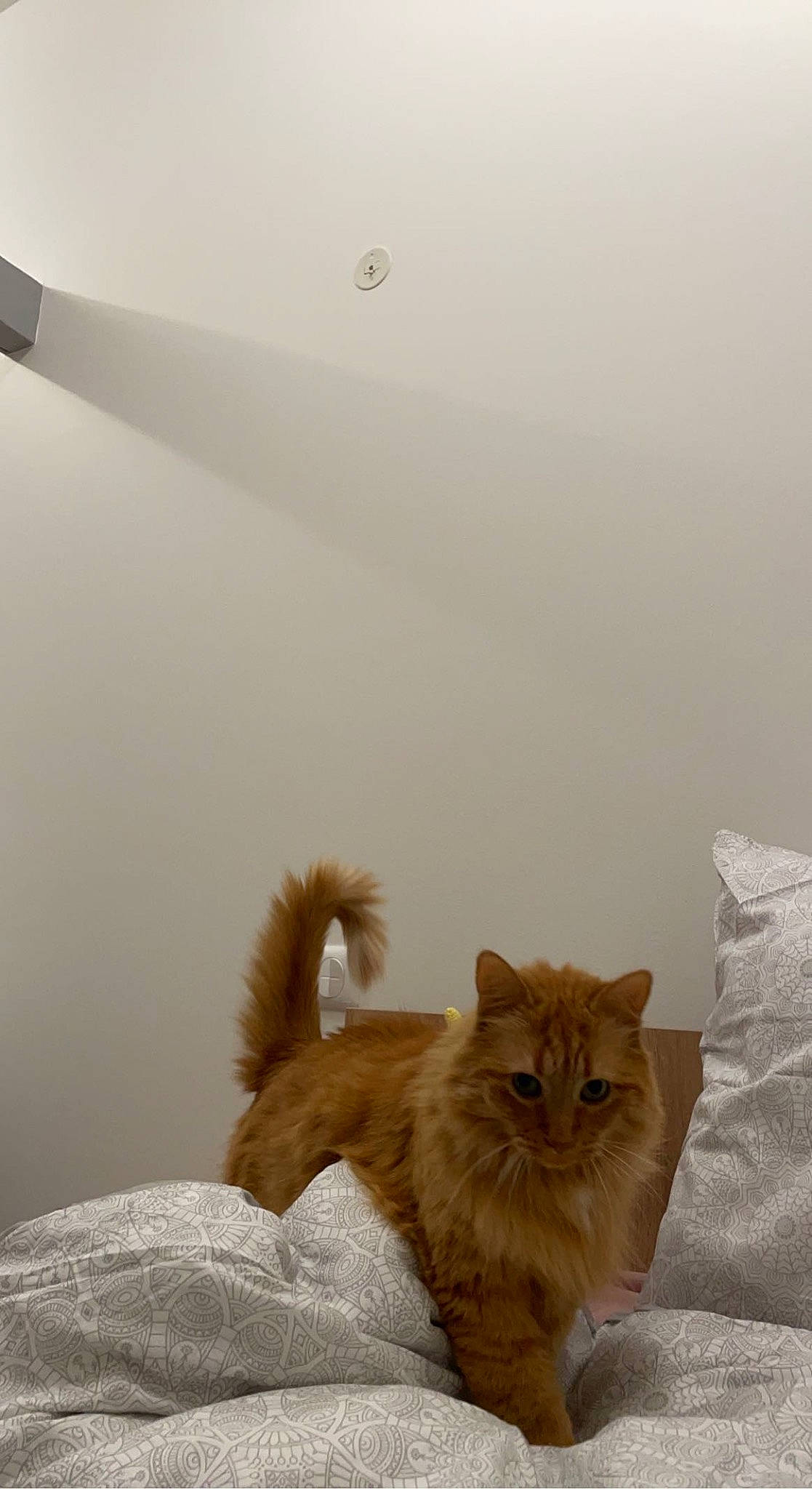 Shelby a rejoint le concours — aidez-le/la à gagner de superbes lots ! carnivore, cat, ceiling, claw, comfort, domestic_short_haired_cat, fawn, felidae, fur, paw, room, small_to_medium_sized_cats, tail, terrestrial_animal, whiskers, wood