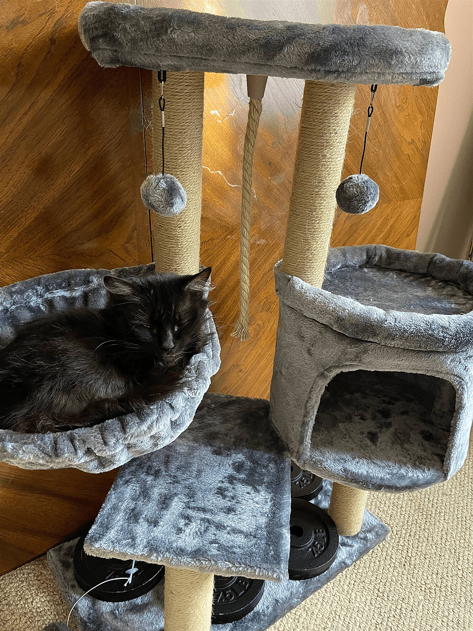 Skitz is registered to the contest to win money with this photo: carnivore, cat, cat_furniture, cat_supply, chair, domestic_short_haired_cat, felidae, fur, hardwood, pet_supply, room, shelf, shelving, small_to_medium_sized_cats, table, tail, whiskers, window, wood, wood_stain