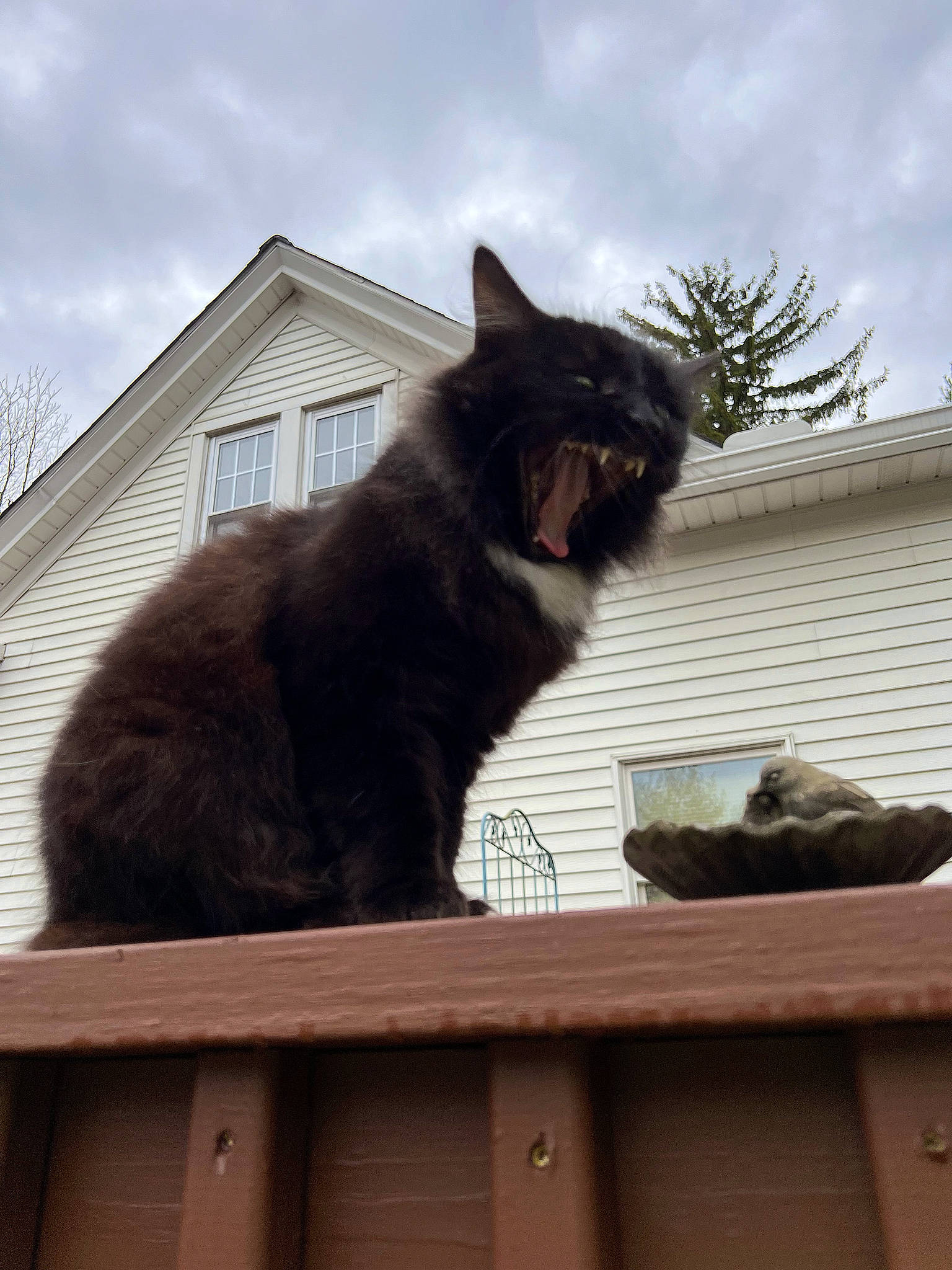 Skitz joined the competition — help win amazing prizes! black_cat, building, carnivore, cat, cloud, domestic_short_haired_cat, felidae, fur, grass, house, plant, roof, sky, small_to_medium_sized_cats, snout, tail, tree, whiskers, window, wood