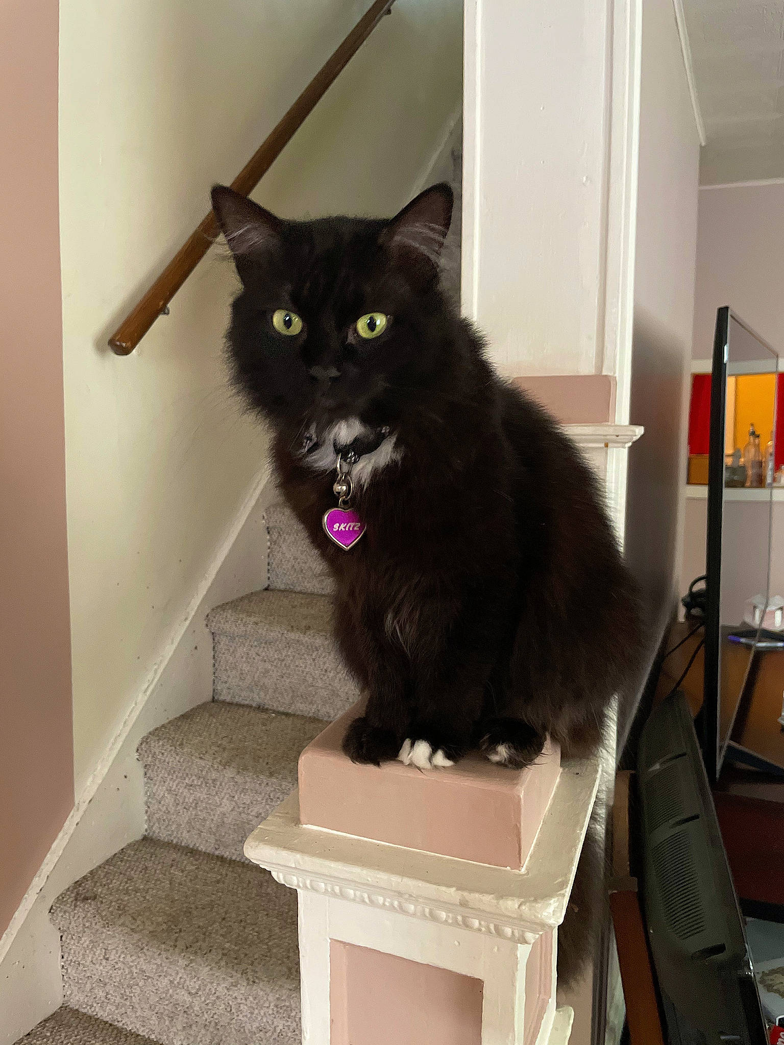 Skitz is registered to the contest to win money with this photo: black_cat, bombay, carnivore, cat, digital_video_recorder, domestic_short_haired_cat, felidae, flooring, fur, grey, hardwood, room, shelf, shelving, small_to_medium_sized_cats, snout, table, tail, whiskers