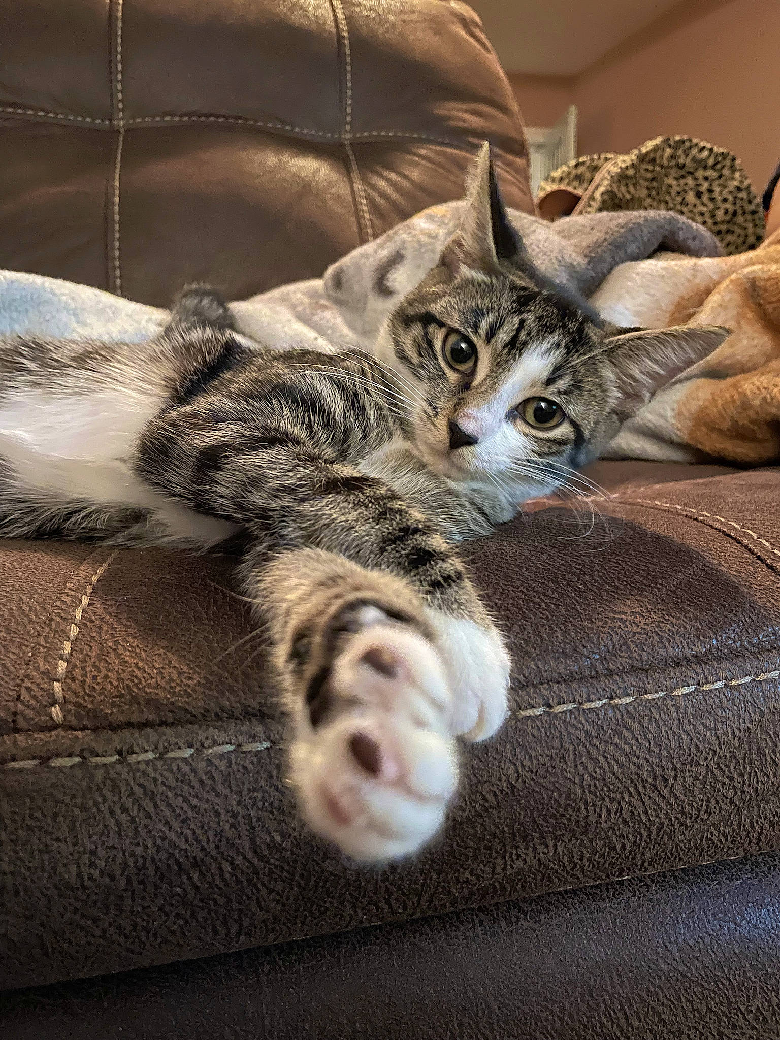 Ducky is registered to the contest to win money with this photo: bed, bedding, carnivore, cat, claw, comfort, couch, domestic_short_haired_cat, felidae, fur, grey, linens, nap, paw, small_to_medium_sized_cats, snout, terrestrial_animal, textile, whiskers, wood