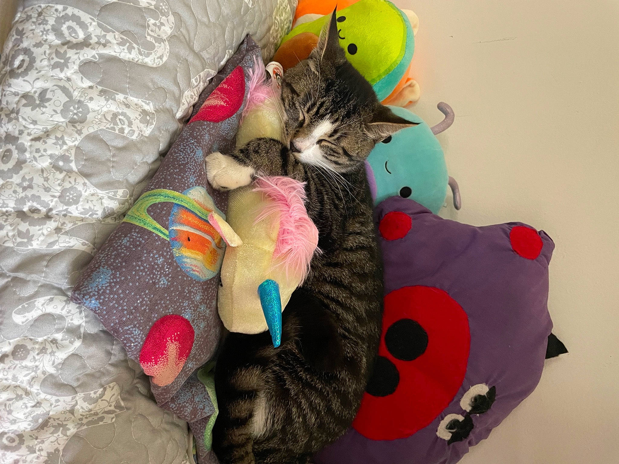 Ducky joined the competition — help win amazing prizes! carmine, carnivore, cat, cat_toy, creative_arts, fawn, felidae, fur, magenta, mammal, pattern, plush, small_to_medium_sized_cats, snout, stuffed_toy, tail, toy, vertebrate, whiskers, wool