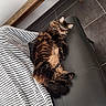 Starlette a rejoint le concours — aidez-le/la à gagner de superbes lots ! basket, blanket, cat, cozy, domestic_animal, floor, fur, furniture, home, indoor, living_room, ottoman, pet, relaxing, resting, striped_blanket, tabby_cat, tile_floor, trunk, wood