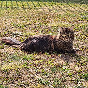 Starlette participe au concours pour gagner de l'argent avec cette photo : alert, animal, cat, curious, daylight, domestic_animal, fence, fur, grass, ground, mammal, nature, outdoor, pet, resting, sunlight, tabby_cat, tail, wall, whiskers