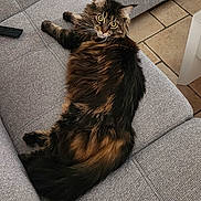 Starlette a rejoint le concours — aidez-le/la à gagner de superbes lots ! animal, blanket, cat, couch, cozy, curious, domestic, floor_tiles, fluffy, furniture, gray_fabric, indoor, living_room, long_hair, looking_back, pet, relaxed, remote_control, resting, wide_eyes