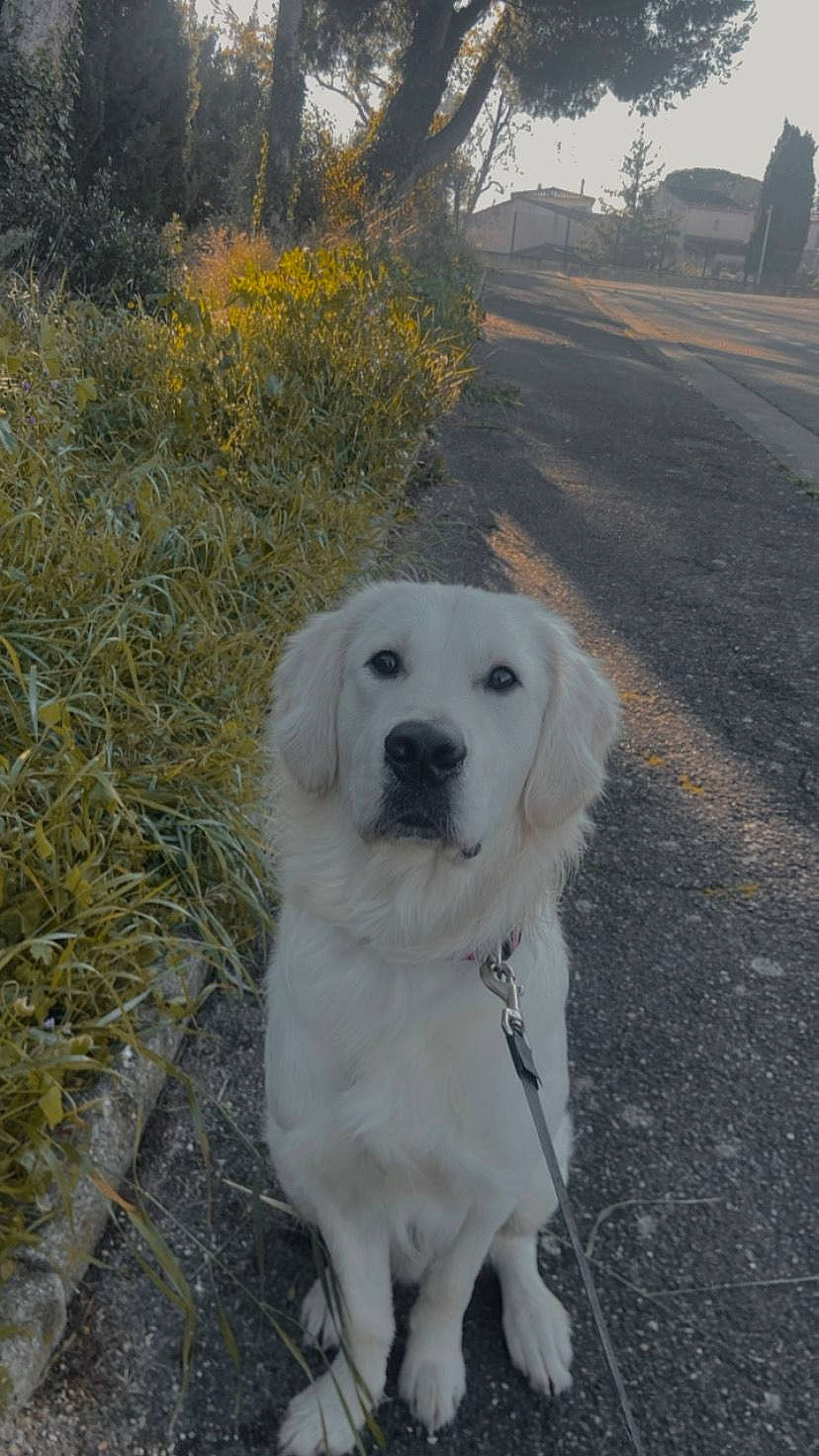 Snow a rejoint le concours — aidez-le/la à gagner de superbes lots ! canidae, carnivore, companion_dog, dog, dog_breed, fur, grass, gun_dog, landscape, livestock_guardian_dog, plant, sky, snout, sporting_group, tree, winter, working_animal