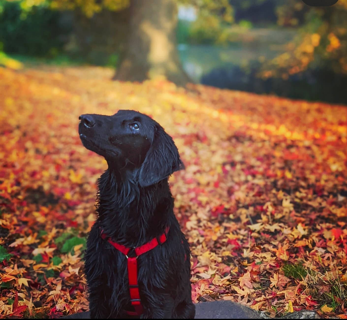 Shadow a rejoint le concours — aidez-le/la à gagner de superbes lots ! autumn, carnivore, collar, companion_dog, dog, dog_breed, dog_collar, grass, gun_dog, landscape, liver, plant, shadow, soil, sporting_group, sunlight, tints_and_shades, tree, wood, working_animal