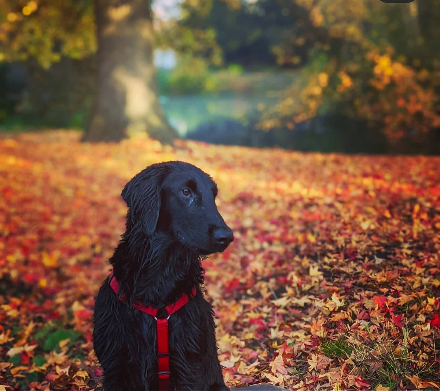 Shadow participe au concours pour gagner de l'argent avec cette photo : carnivore, cloud, companion_dog, dog, dog_breed, fawn, grass, gun_dog, leaf, mammal, morning, people_in_nature, plant, sky, sunlight, tints_and_shades, tree, vertebrate, woody_plant, working_animal