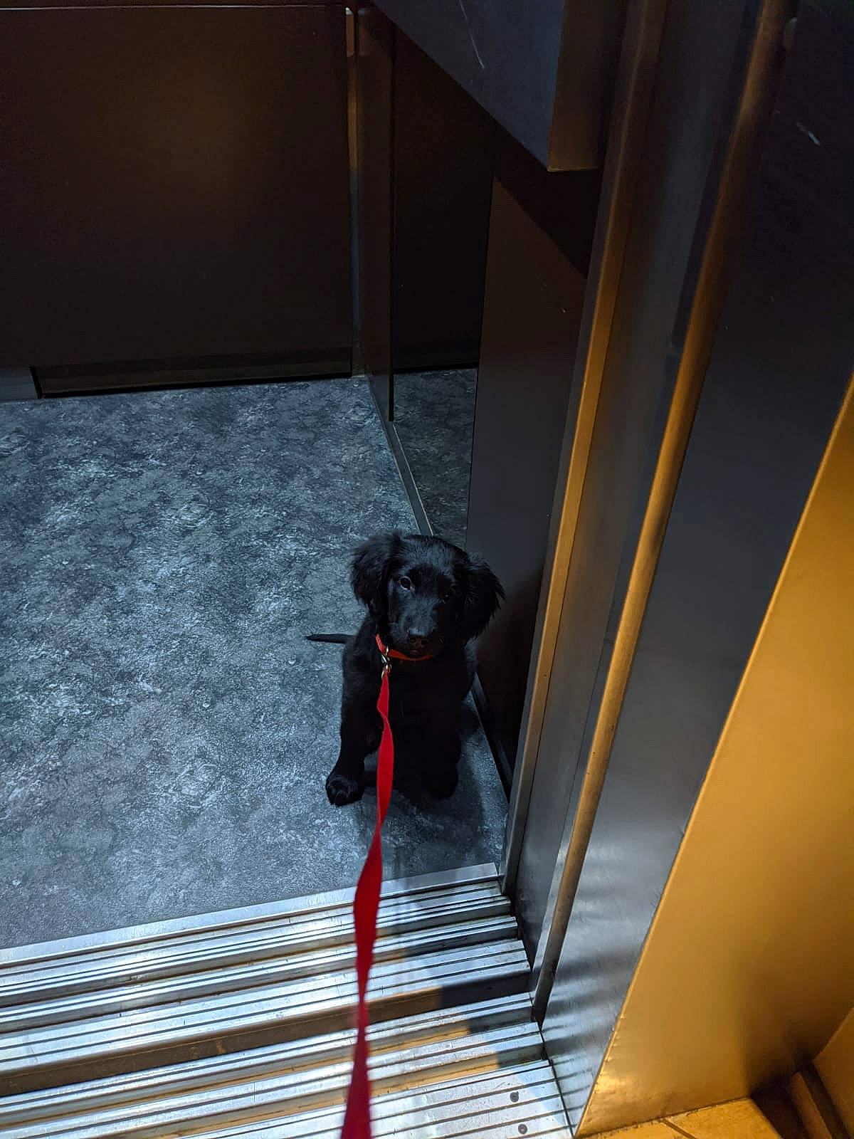 Shadow a rejoint le concours — aidez-le/la à gagner de superbes lots ! canidae, carmine, carnivore, companion_dog, daylighting, dog, dog_breed, fawn, flooring, hardwood, metal, room, shadow, snout, sporting_group, symmetry, tail, tints_and_shades, window, wood