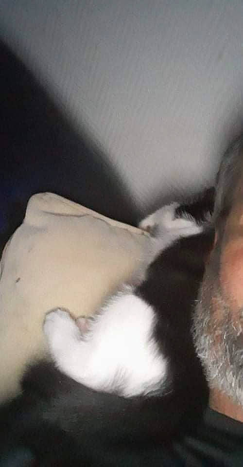 Felix participe au concours pour gagner de l'argent avec cette photo : beard, canidae, carnivore, cat, claw, comfort, companion_dog, dog_breed, ear, felidae, fur, gesture, moustache, nap, paw, small_to_medium_sized_cats, snout, tail, textile, whiskers