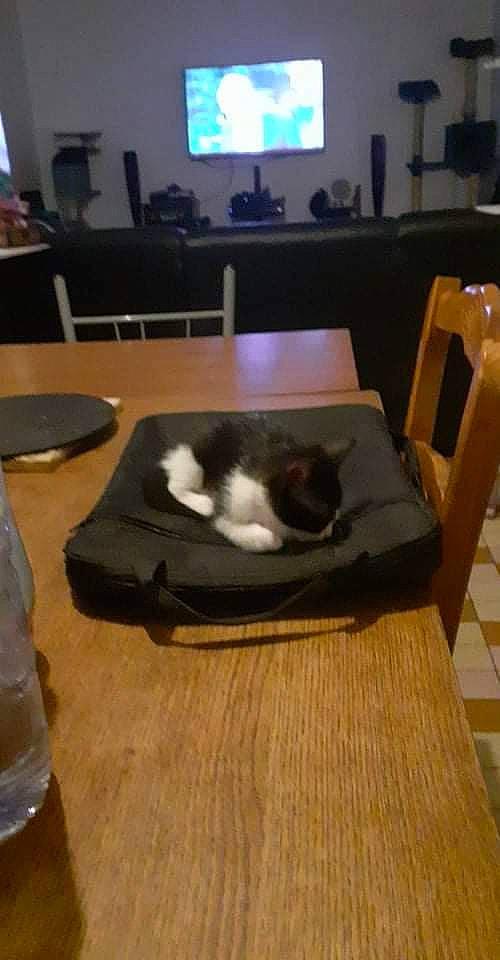 Felix participe au concours pour gagner de l'argent avec cette photo : carnivore, cat, chair, comfort, felidae, floor, flooring, fur, furniture, hardwood, laminate_flooring, living_room, room, small_to_medium_sized_cats, table, tail, television, whiskers, wood, wood_flooring