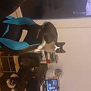 Felix a rejoint le concours — aidez-le/la à gagner de superbes lots ! carmine, ceiling, elbow, eyewear, felidae, flooring, hat, room, suit, t_shirt, tail, television, wood