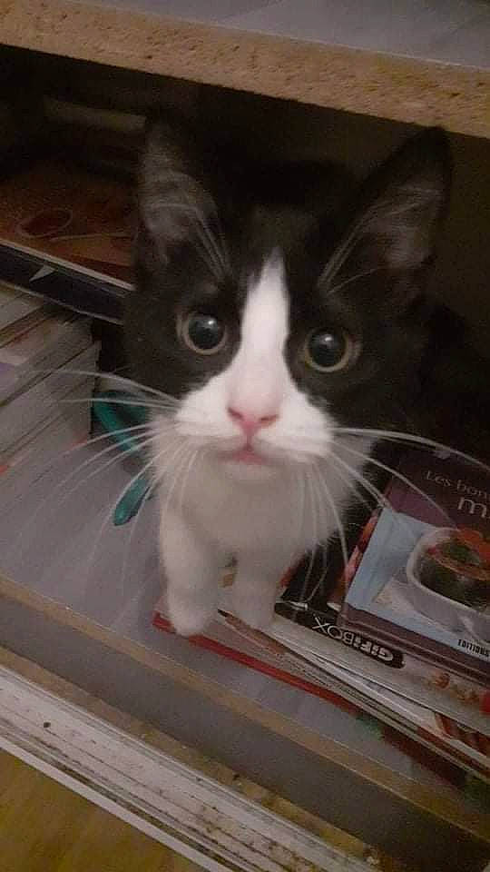 Felix a rejoint le concours — aidez-le/la à gagner de superbes lots ! box, cardboard, carnivore, cat, domestic_short_haired_cat, electronic_device, felidae, fur, mammal, paw, pet_supply, photo_caption, room, small_to_medium_sized_cats, snout, tail, vertebrate, whiskers, wood