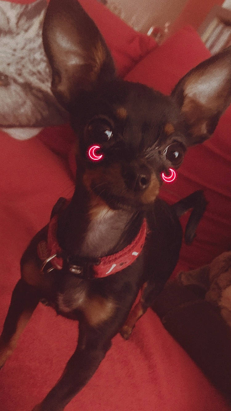 Lyla participe au concours pour gagner de l'argent avec cette photo : canidae, carmine, carnivore, chihuahua, collar, companion_dog, dog, dog_breed, dog_collar, ear, fawn, fur, liver, magenta, russkiy_toy, snout, sporting_group, toy_dog, whiskers, working_animal