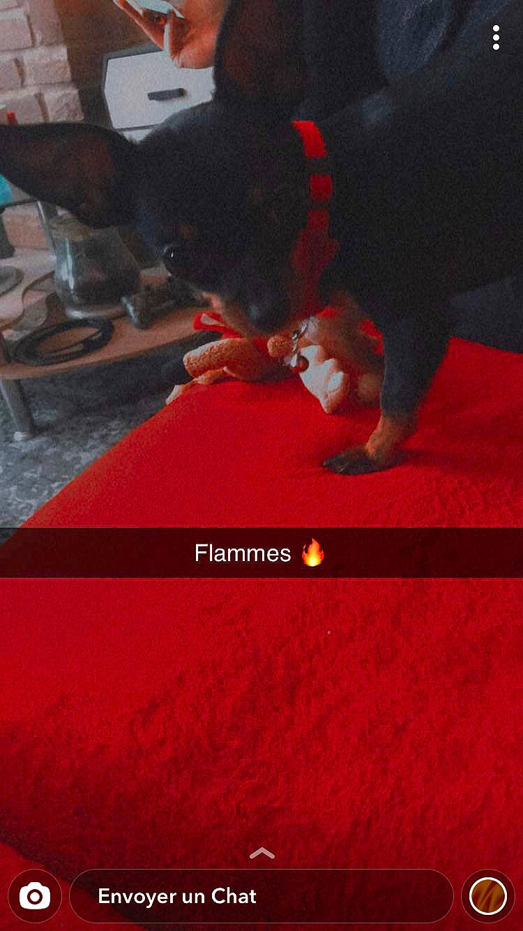 Lyla participe au concours pour gagner de l'argent avec cette photo : animation, carmine, carpet, darkness, flooring, font, fun, fur, games, graphic_design, magenta, mammal, pc_game, photo_caption, recreation, red, room, screenshot, sitting