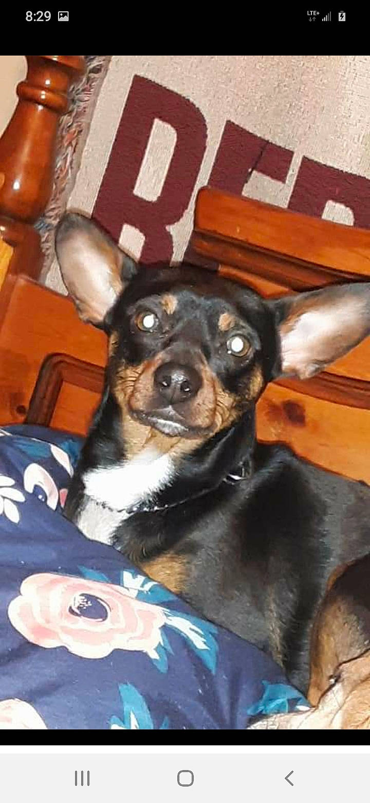 Jaws joined the competition — help win amazing prizes! canidae, carnivore, chair, comfort, companion_dog, couch, dog, dog_breed, ear, fawn, fur, guard_dog, hardwood, pinscher, snout, sporting_group, toy_dog, whiskers, working_animal, working_dog