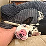 Zara joined the competition — help win amazing prizes! dog, blue_eyes, pink_nose, couch, blanket, human_arm, indoor, pet, resting, playful, black_and_white_spots, fur, nose, ear, animal, domestic_animal, close_up, cozy, relaxed, living_room