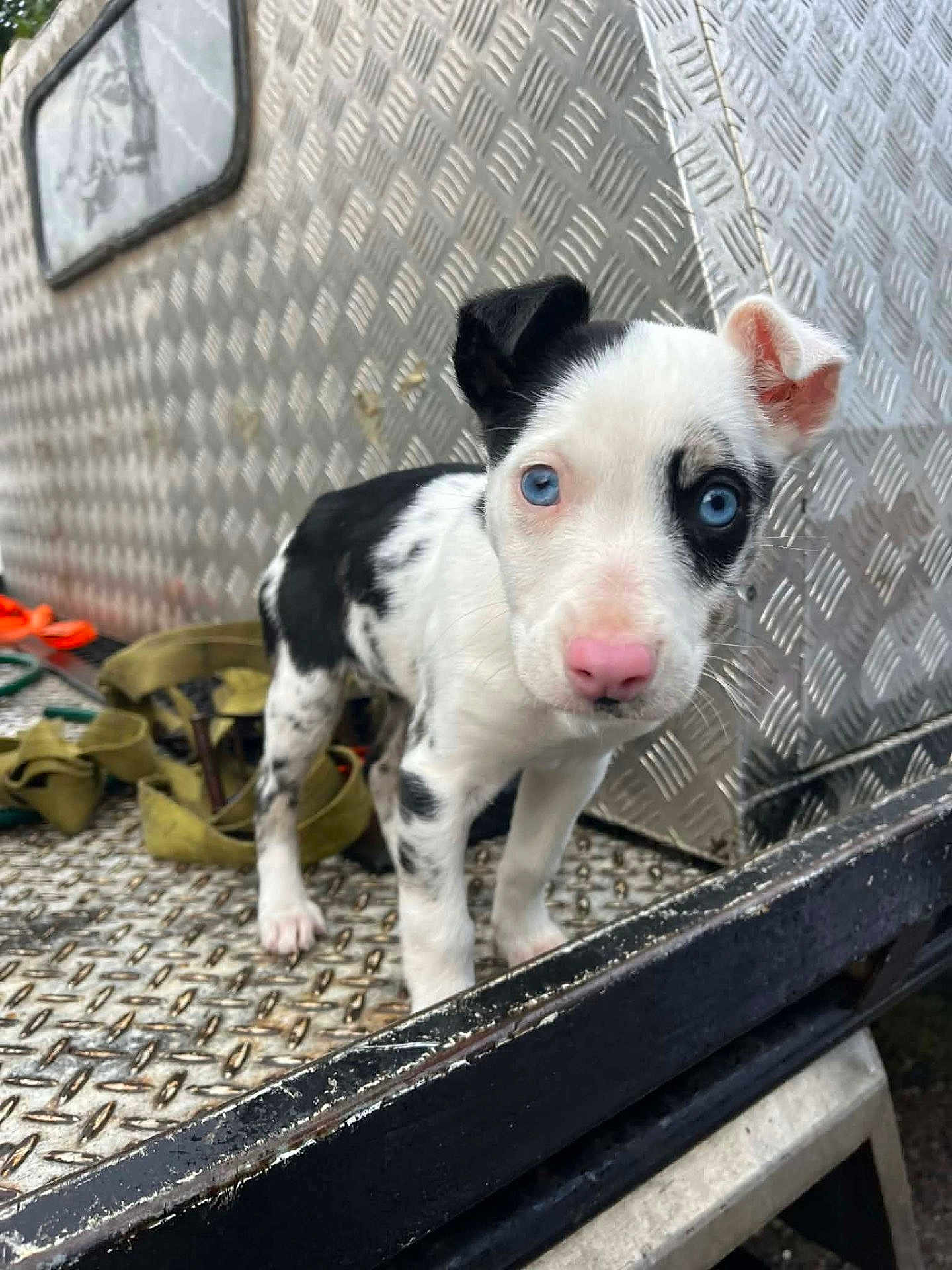 Zara is registered to the contest to win money with this photo: puppy, dog, blue_eyes, black_and_white, metal_surface, industrial, straps, curious, close_up, pet, young, animal, outdoor, texture, nose, ears, standing, portrait, looking_at_camera, cute
