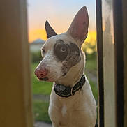 Zara is registered to the contest to win money with this photo: dog, canine, pet, collar, white_fur, black_spots, ears, outdoor, sunset, blurred_background, grass, curious, portrait, closeup, animal, domestic, looking, side_view, nature, evening