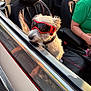 Norman is registered to the contest to win money with this photo: dog, goggles, car, window, pet, sunlight, seat, leisure, human, collar, sideview, reflection, casual, summer, roadtrip, animal, transportation, outdoor, travel, companion