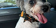 Norman joined the competition — help win amazing prizes! dog, pet, car_interior, happy, tongue_out, bandana, animal, white_fur, small_dog, seat, window, daylight, cute, close_up, ears, collar, smiling, fur, domestic_animal, vehicle