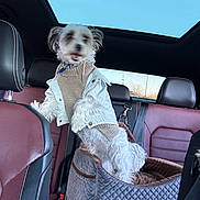 Norman joined the competition — help win amazing prizes! dog, pet, car, car_seat, clothing, sweater, denim_jacket, leather_seat, sunroof, window, seatbelt, quilted_bed, white_dog, small_dog, furry, inside, vehicle, travel, cute, animal