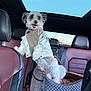 dog, pet, car, car_seat, clothing, sweater, denim_jacket, leather_seat, sunroof, window, seatbelt, quilted_bed, white_dog, small_dog, furry, inside, vehicle, travel, cute, animal