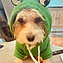 Norman joined the competition — help win amazing prizes! dog, green_hoodie, costume, pet, cute, indoor, living_room, blanket, fur, animal, close_up, face, eyes, hood, sitting, domestic_animal, pet_accessory, canine, home, cozy