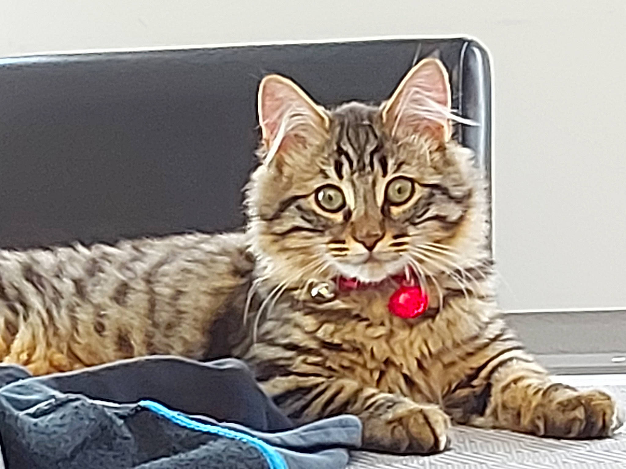 Chippie a rejoint le concours — aidez-le/la à gagner de superbes lots ! carnivore, cat, claw, comfort, domestic_short_haired_cat, eye, felidae, foot, fur, paw, photo_caption, rectangle, sitting, small_to_medium_sized_cats, snout, tail, terrestrial_animal, whiskers, wildlife