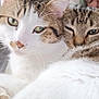 Flash a rejoint le concours — aidez-le/la à gagner de superbes lots ! animal, cat, cats, closeup, companion, cozy, cute, domestic_animal, ears, eyes, face, feline, friendship, fur, indoor, nose, pet, resting, snuggling, whiskers