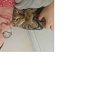Flash a rejoint le concours — aidez-le/la à gagner de superbes lots ! affection, cat, closeup, comfort, cozy, cute, eyewear, face, glasses, hand, indoor, kitten, person, pet, skin, sleepy, snuggling, tabby, warm, young