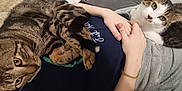 Flash participe au concours pour gagner de l'argent avec cette photo : animal, casual_clothing, cat, closeup, cozy, curious, cute, domestic_animal, feline, fur, human_hand, indoor, lap, person, pet, relaxed, resting, tabby_cat, whiskers, white_cat