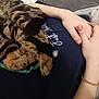 animal, casual_clothing, cat, closeup, cozy, curious, cute, domestic_animal, feline, fur, human_hand, indoor, lap, person, pet, relaxed, resting, tabby_cat, whiskers, white_cat