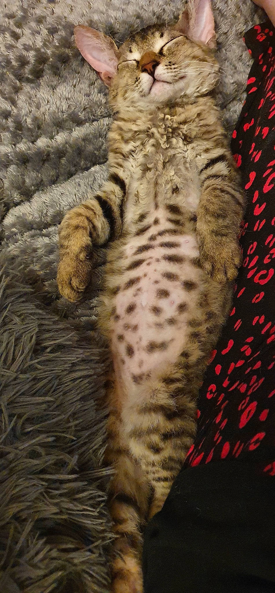 Dougie joined the competition — help win amazing prizes! big_cats, carnivore, cat, claw, domestic_short_haired_cat, fawn, felidae, foot, fur, pattern, paw, peach, small_to_medium_sized_cats, snout, tail, terrestrial_animal, textile, whiskers, wildlife, wood