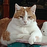 animal, books, cat, close_up, feline, furniture, green_eyes, home, indoors, living_room, lying_down, orange_cat, paw, pet, portrait, relaxed, stacked_books, striped_fur, whiskers, white_cat
