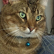 Jasper joined the competition — help win amazing prizes! animal, blanket, blue_bell, brown_fur, cat, close_up, collar, couch, furry, green_eyes, indoor, looking_at_camera, nose, pet, pointed_ears, portrait, relaxed, striped_fur, tabby, whiskers