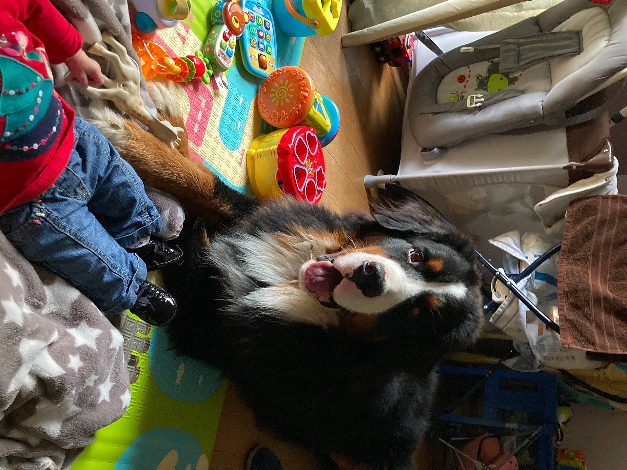 Pumbaa a rejoint le concours — aidez-le/la à gagner de superbes lots ! bag, canidae, carnivore, cat, companion_dog, dog_breed, event, felidae, fun, fur, leisure, luggage_and_bags, motor_vehicle, plush, small_to_medium_sized_cats, sporting_group, stuffed_toy, tail, toy, whiskers