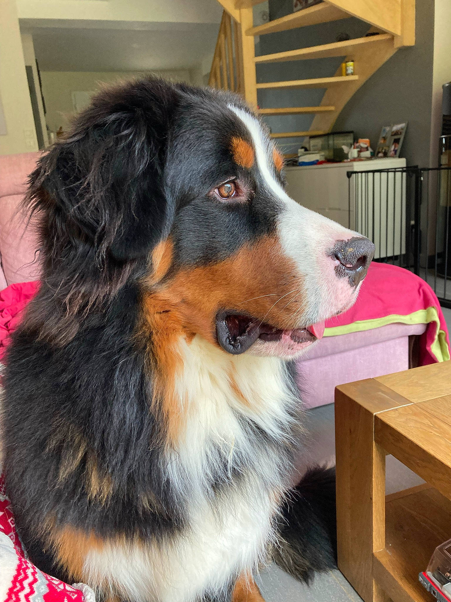 Pumbaa participe au concours pour gagner de l'argent avec cette photo : ball, bernese_mountain_dog, canidae, carnivore, chair, companion_dog, dog, dog_breed, door, fur, giant_dog_breed, herding_dog, snout, sporting_group, table, whiskers, working_dog