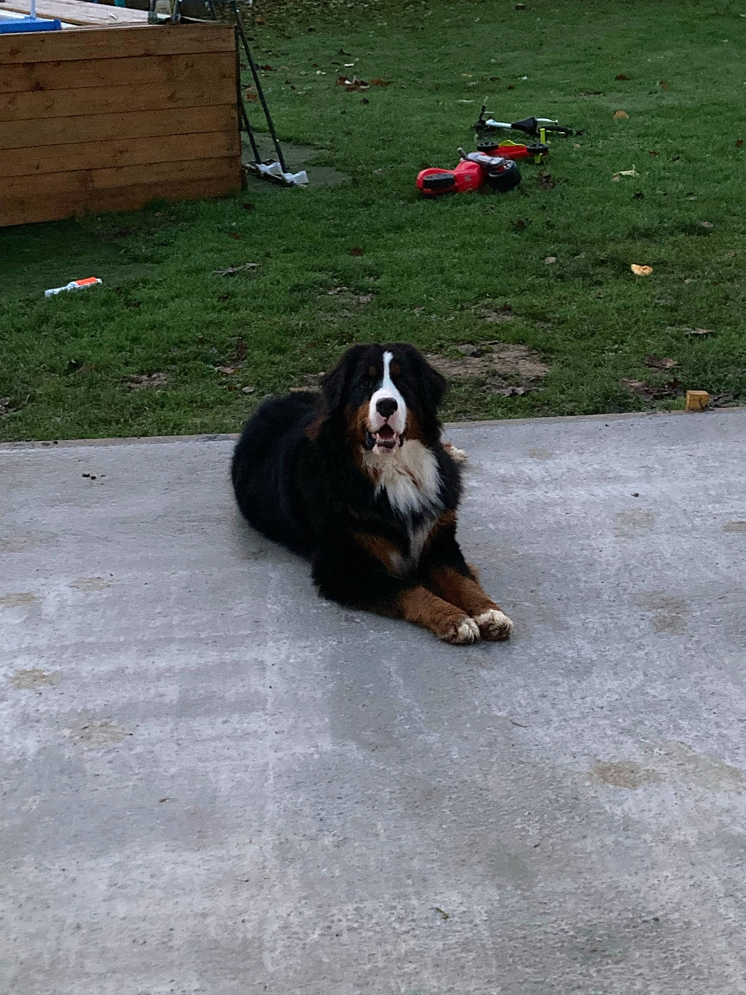 Pumbaa a rejoint le concours — aidez-le/la à gagner de superbes lots ! asphalt, automotive_tire, bench, bernese_mountain_dog, canidae, carnivore, companion_dog, dog, dog_breed, driveway, grass, herding_dog, landscape, road_surface, sidewalk, snout, sporting_group, tail, tire, working_animal