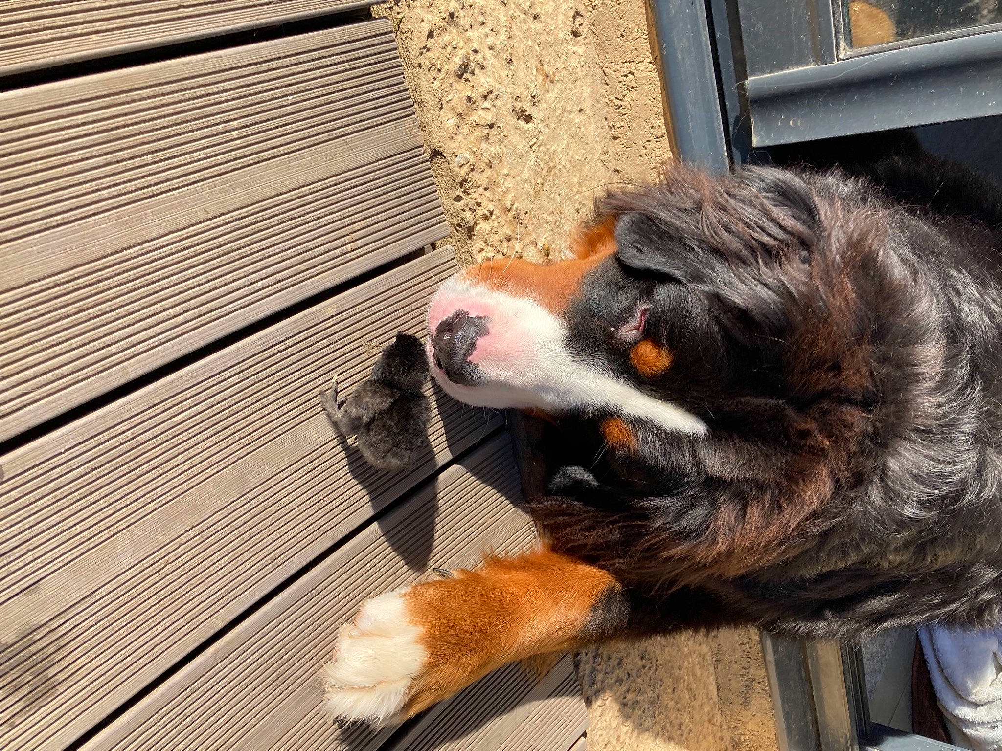 Pumbaa participe au concours pour gagner de l'argent avec cette photo : canidae, carnivore, claw, collar, companion_dog, dog, dog_breed, felidae, fur, paw, pet_supply, small_to_medium_sized_cats, snout, sporting_group, tail, terrestrial_animal, whiskers, window, wood, working_dog