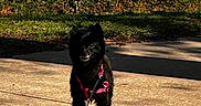 Koda is registered to the contest to win money with this photo: animal, black_dog, bushes, canine, cute, daytime, dog, grass, harness, leash, nature, outdoor, park, pet, shadow, sidewalk, small_dog, standing, sunlight, waiting