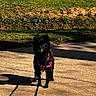 animal, black_dog, bushes, canine, cute, daytime, dog, grass, harness, leash, nature, outdoor, park, pet, shadow, sidewalk, small_dog, standing, sunlight, waiting