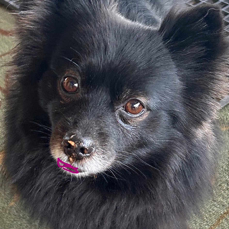 Koda