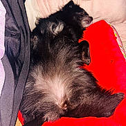 Koda is registered to the contest to win money with this photo: animal, bed, black_fur, blanket, canine, comfort, cozy, cute, dog, domestic_animal, fluffy, fur, indoor, napping, paw, pet_bed, relaxed, resting, sleeping, soft