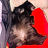 animal, bed, black_fur, blanket, canine, comfort, cozy, cute, dog, domestic_animal, fluffy, fur, indoor, napping, paw, pet_bed, relaxed, resting, sleeping, soft