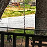 Koda is registered to the contest to win money with this photo: animal, background, black_dog, chain, daylight, dog, fence, grass, ground, nature, outdoor, pet, porch, quiet, rustic, sniffing, tree, wood, wooden_swing, yard