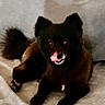 Koda is registered to the contest to win money with this photo: animal, black_dog, blanket, canine, companion, cozy, cute, dog, domestic_animal, ears, fluffy, fur, indoor, licking, lying_down, pet, relaxed, small_dog, snout, tongue_out