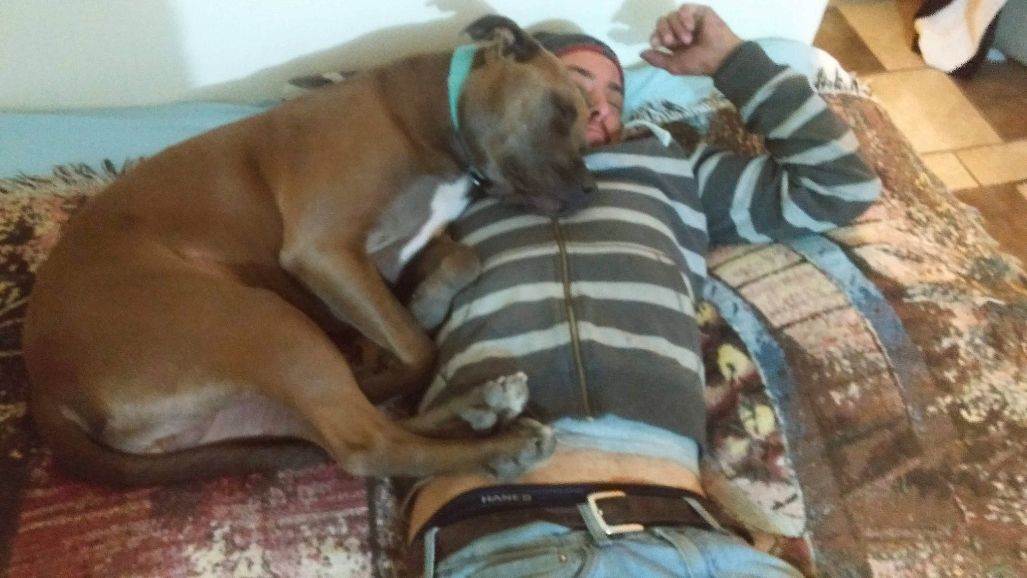 Smokey is registered to the contest to win money with this photo: carnivore, comfort, companion_dog, couch, dog, dog_breed, dog_supply, fawn, fur, guard_dog, linens, liver, nap, sitting, sleep, sleeve, sporting_group, wood, working_animal, wrinkle